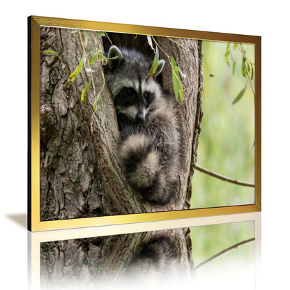 Raccoon in Tree Wall Art Gold Frame Animal Home Decor-011