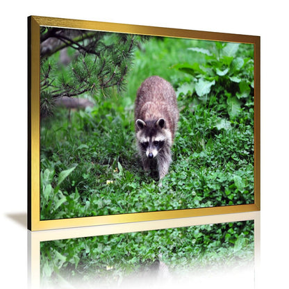 Nature Animal Wall Art Cute Raccoon in Tree Decoration-07