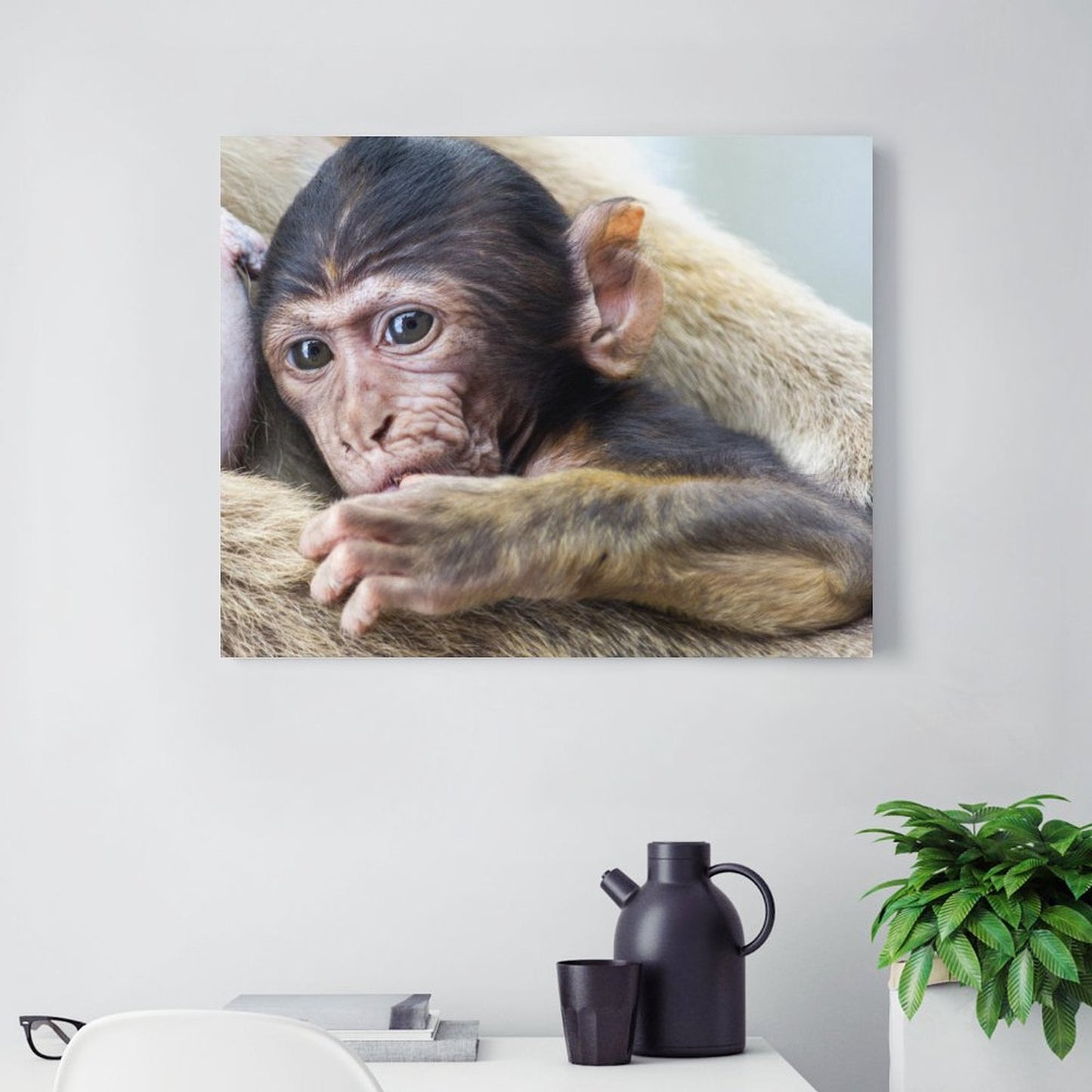 Baby Monkey Wall Art Framed Animal Canvas Print-012