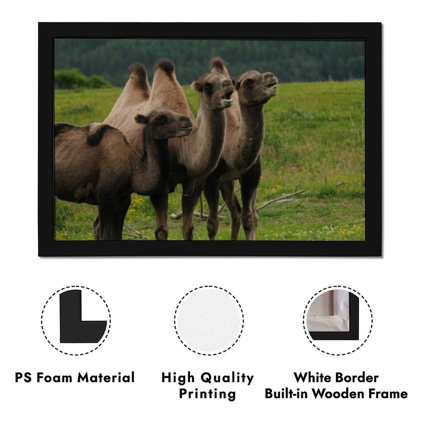 Camel Herd Wall Art Black Frame Desert Animal Decor-11