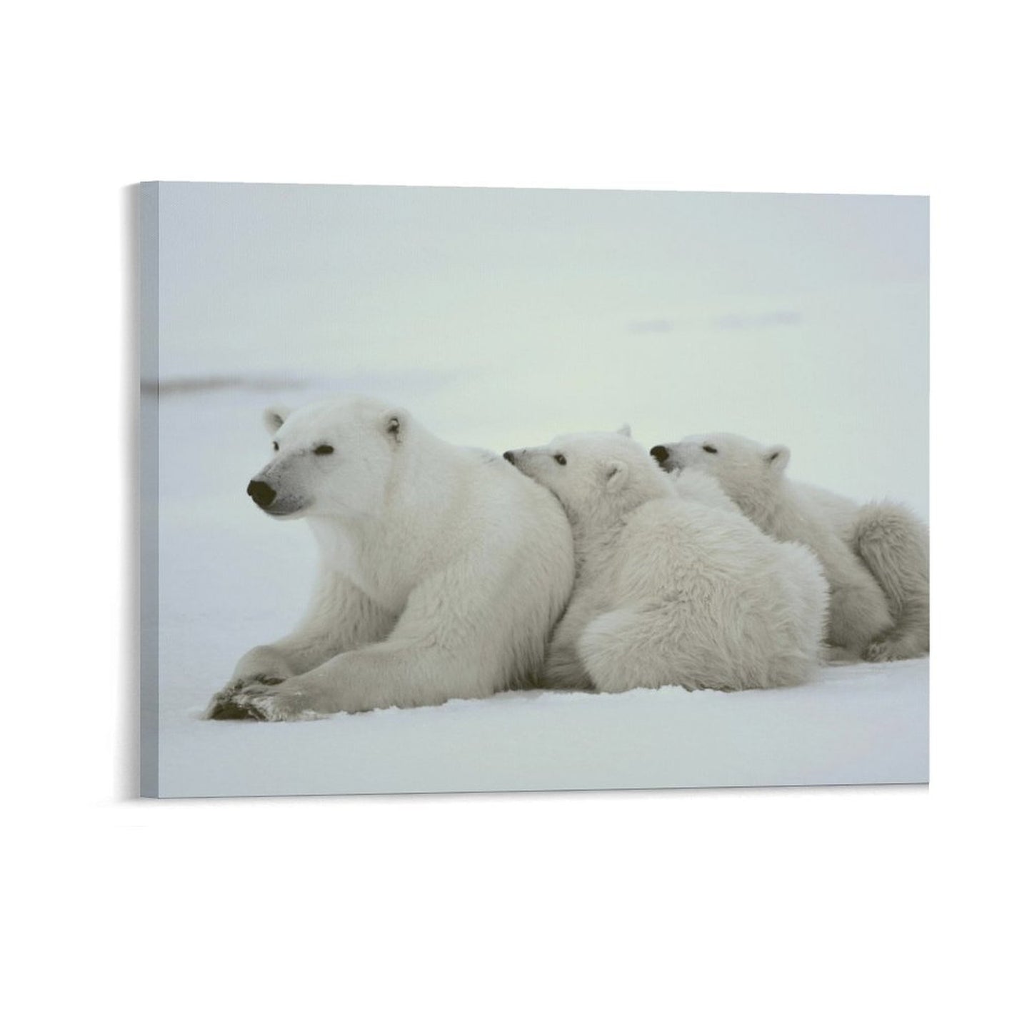 Polar Bear Family Resting on Snow Canvas Wall Art