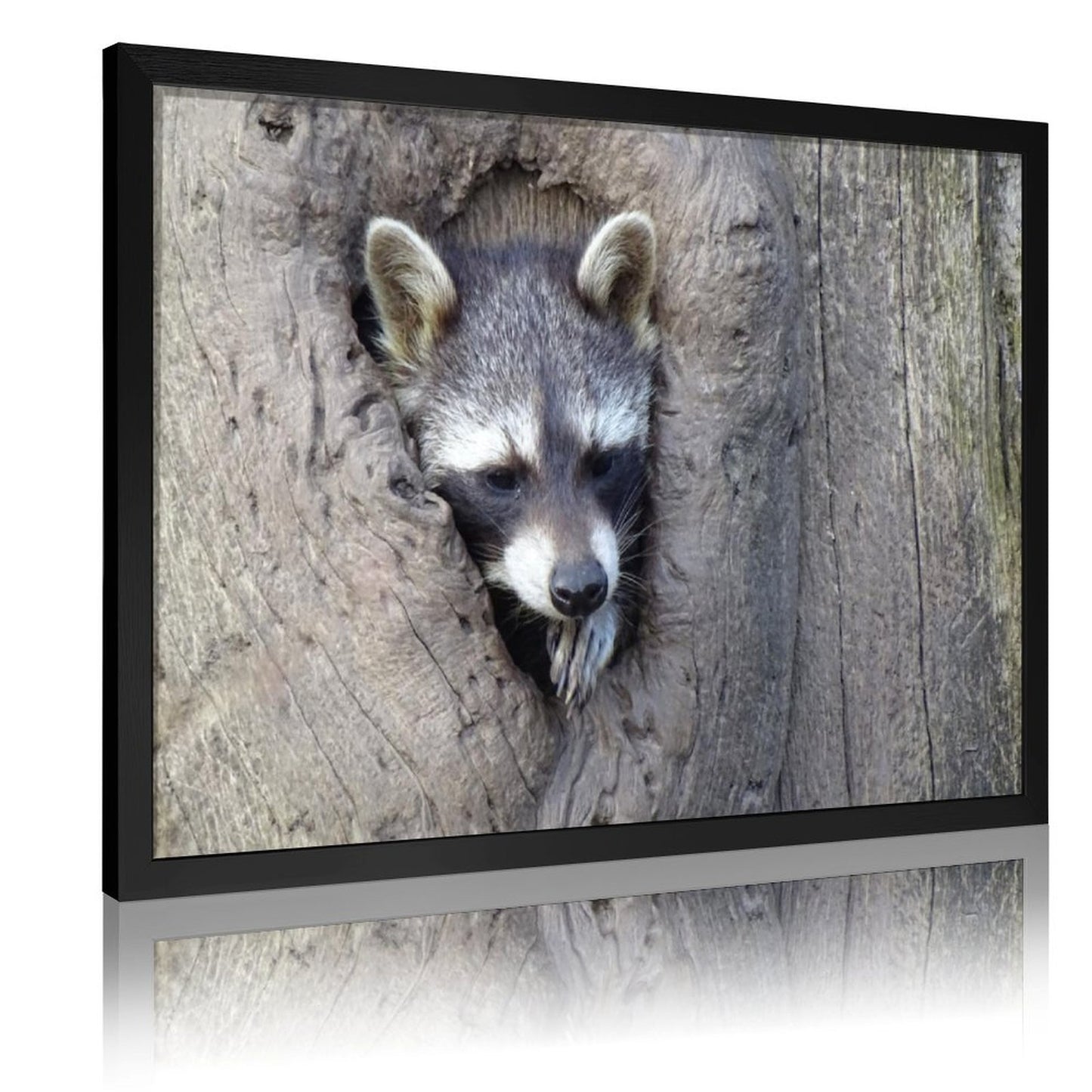 Animal Wall Picture Raccoon in Tree Hole Gold Frame-10