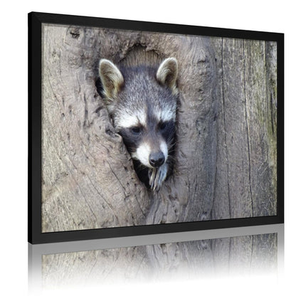 Animal Wall Picture Raccoon in Tree Hole Gold Frame-10