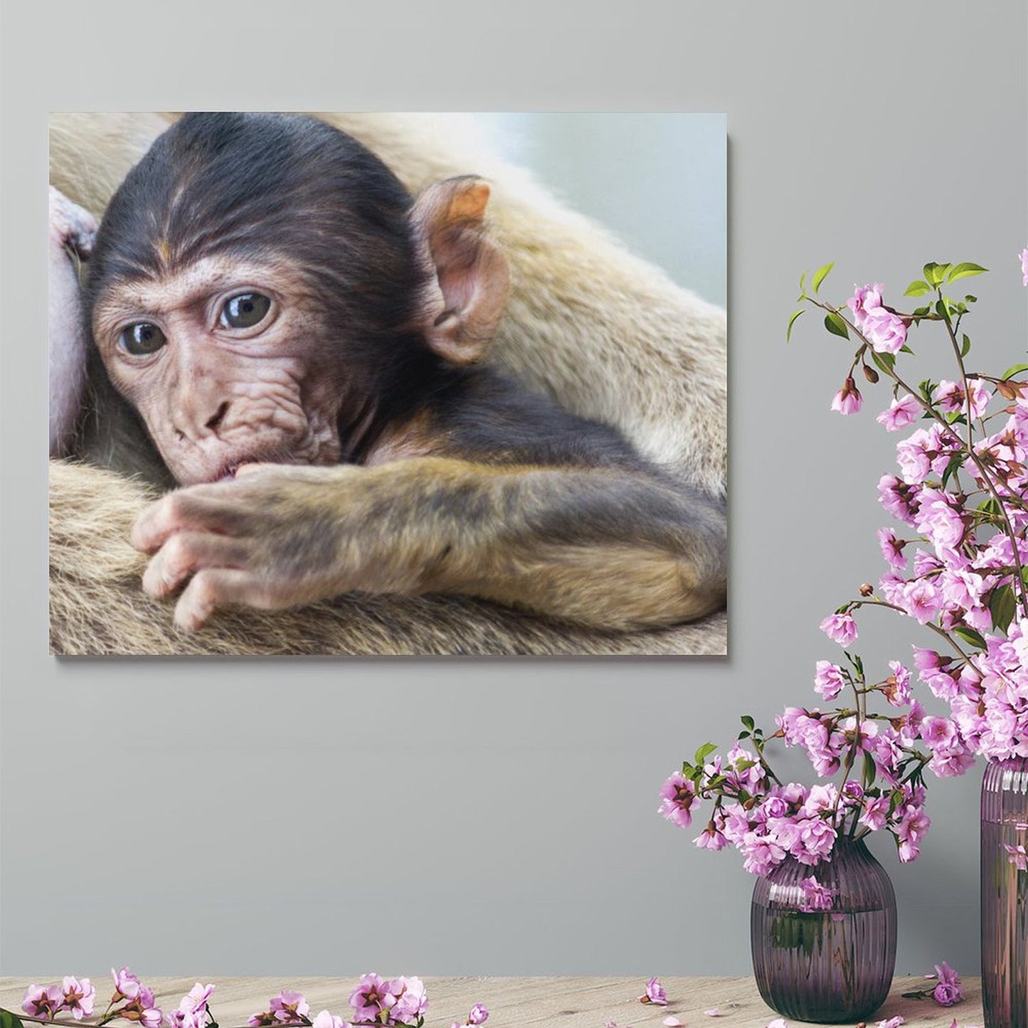 Baby Monkey Wall Art Framed Animal Canvas Print-012