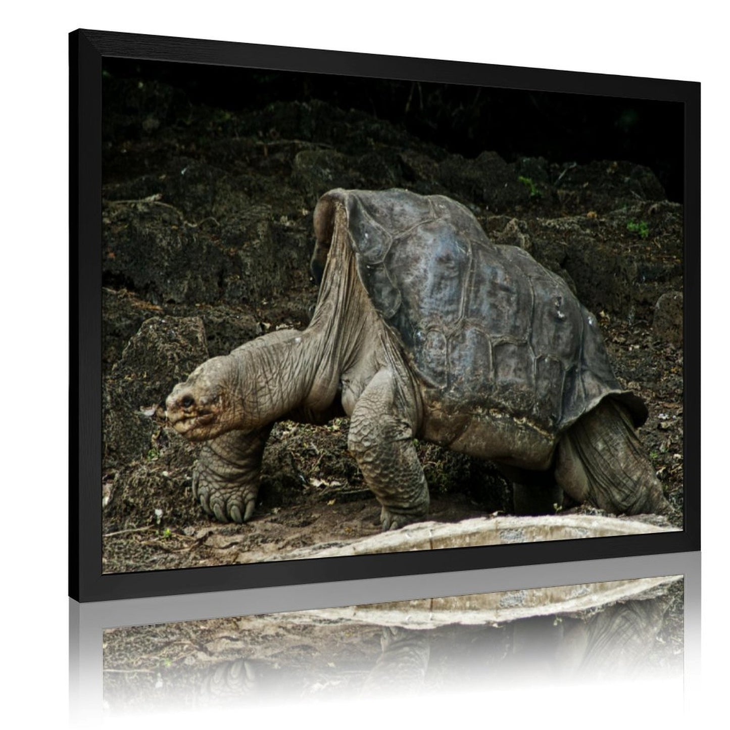 Cute Turtle Wall Art Gold Frame Nature Home Decoration-09