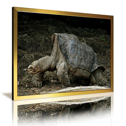 Cute Turtle Wall Art Gold Frame Nature Home Decoration-09