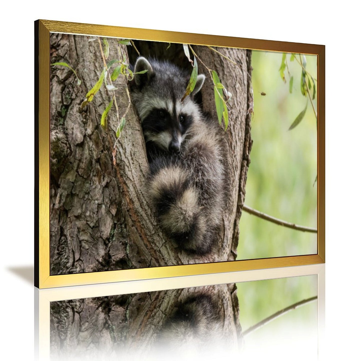 Raccoon in Tree Wall Art Gold Frame Animal Home Decor-011