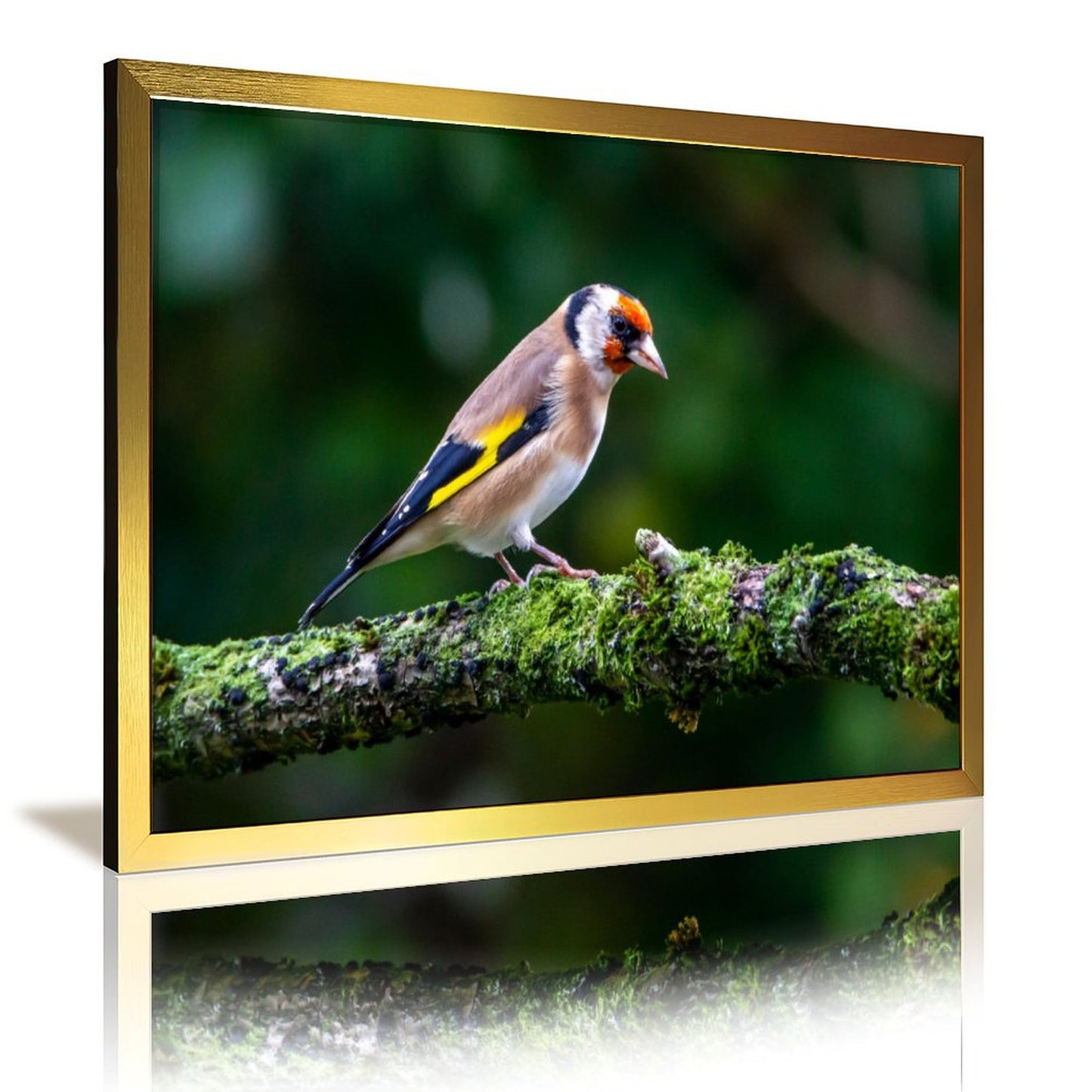 Colorful Goldfinch Bird Canvas Wall Art – Nature Photography Print-138