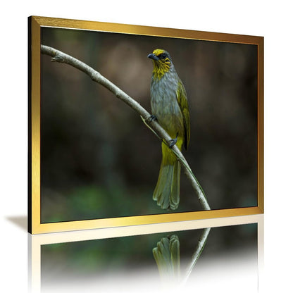 Yellow-Green Songbird on Branch – Elegant Nature Wall Art Print-148