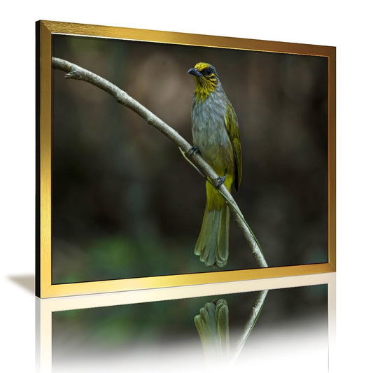 Yellow-Green Songbird on Branch – Elegant Nature Wall Art Print-148