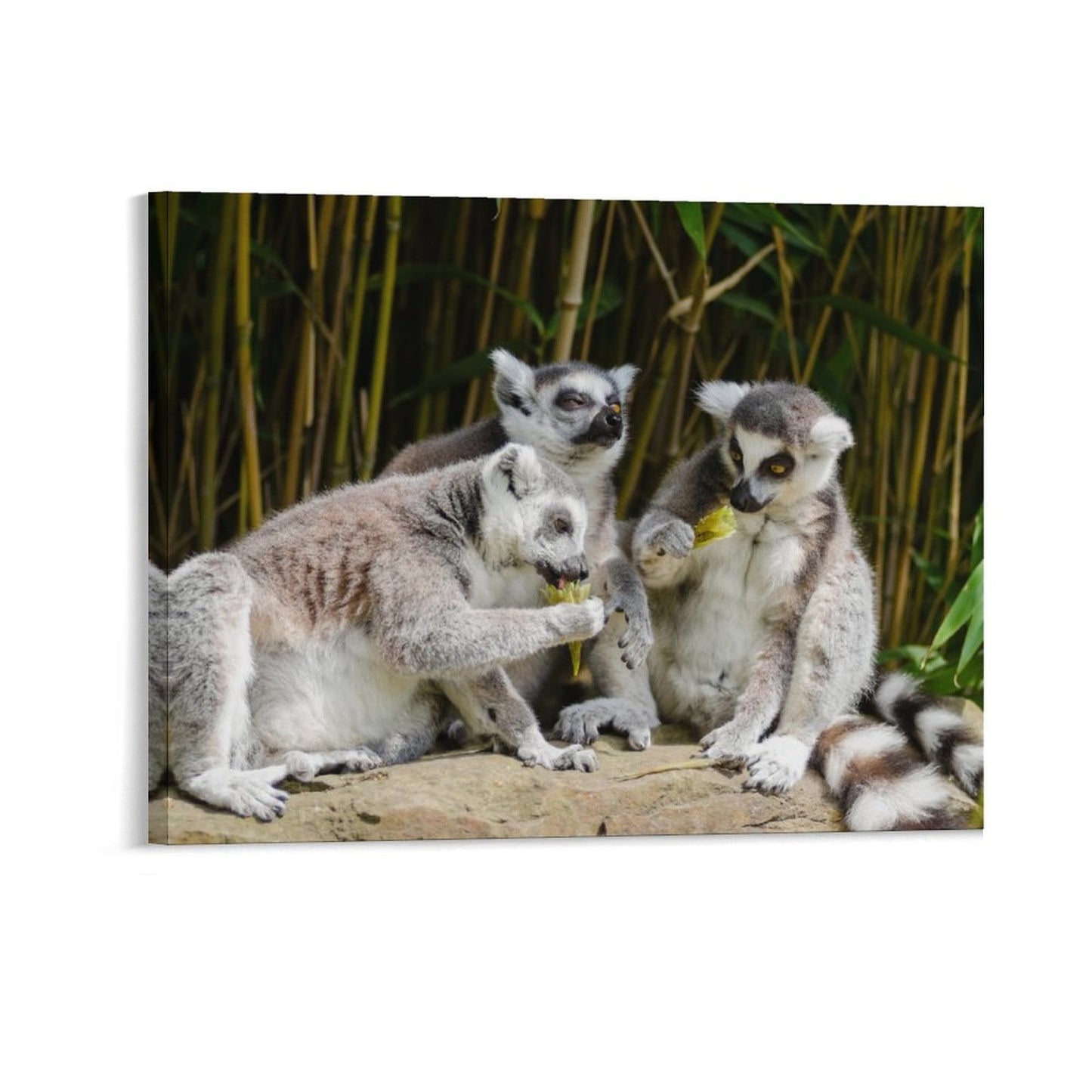 Ring-Tailed Lemur Canvas Print Jungle Wall Painting-13