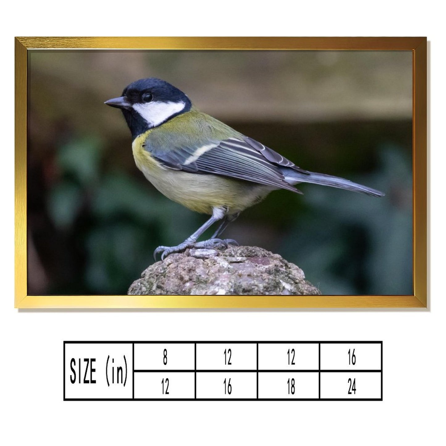 Colorful Bird Photography Wall Art – Modern Nature Print Decor-136