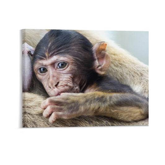 Baby Monkey Wall Art Framed Animal Canvas Print-012