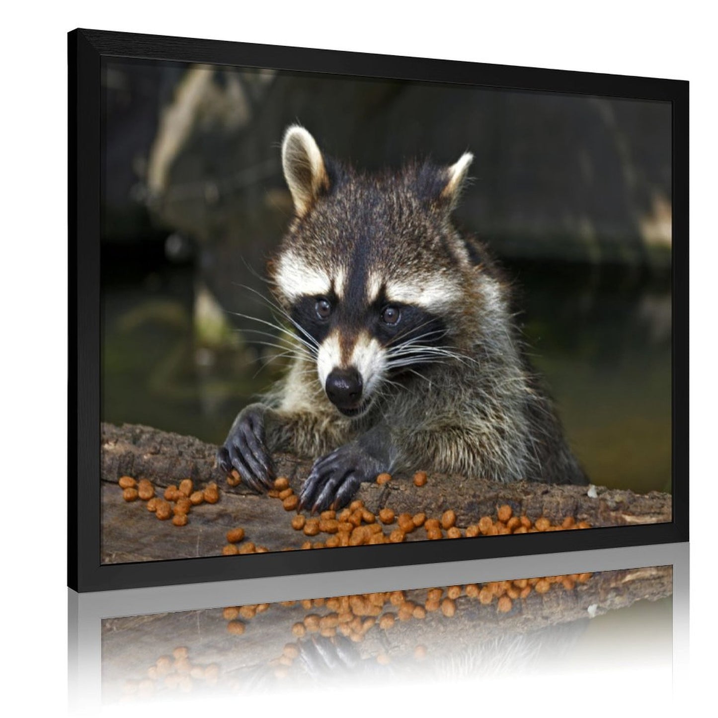 Rustic Raccoon Print Wall Decor Nature Animal Artwork-013