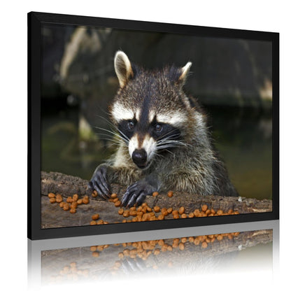 Rustic Raccoon Print Wall Decor Nature Animal Artwork-013