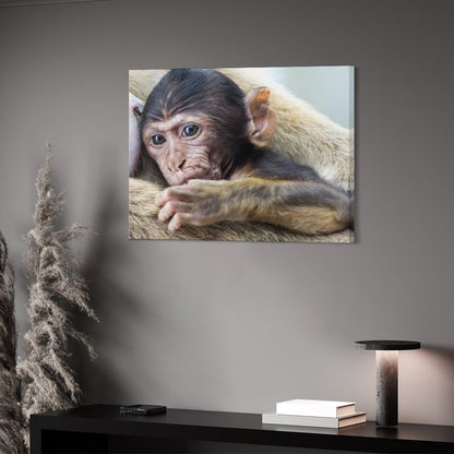 Baby Monkey Wall Art Framed Animal Canvas Print-012