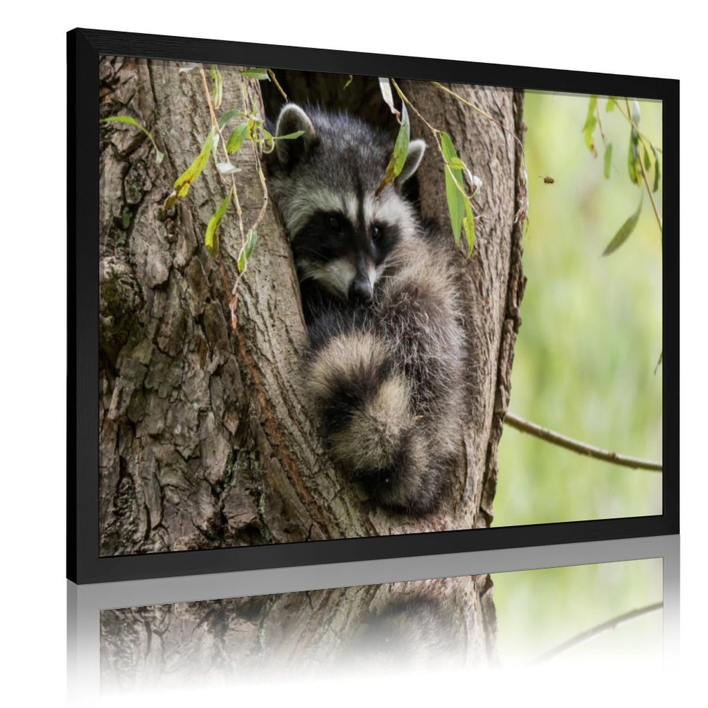 Raccoon in Tree Wall Art Gold Frame Animal Home Decor-011