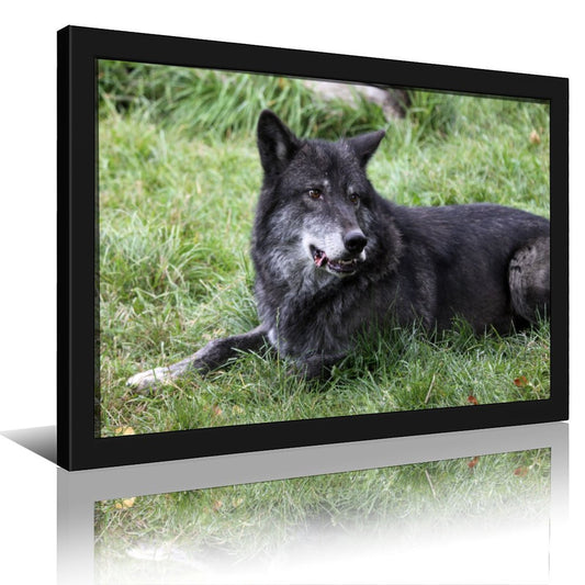 Black Wolves Wall Picture Wildlife Animal Canvas Art-33