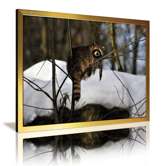 Forest Raccoon Wall Art Canvas Print Nature Decoration-06