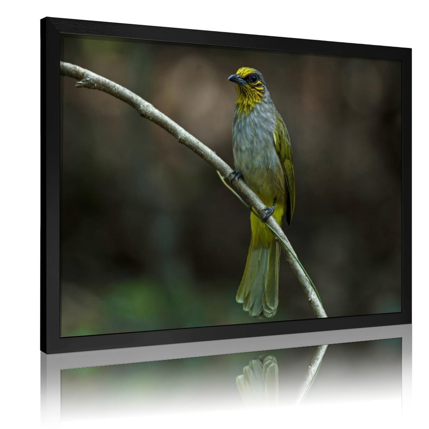 Yellow-Green Songbird on Branch – Elegant Nature Wall Art Print-148