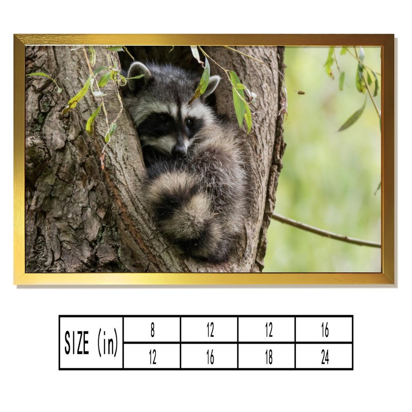 Raccoon in Tree Wall Art Gold Frame Animal Home Decor-011