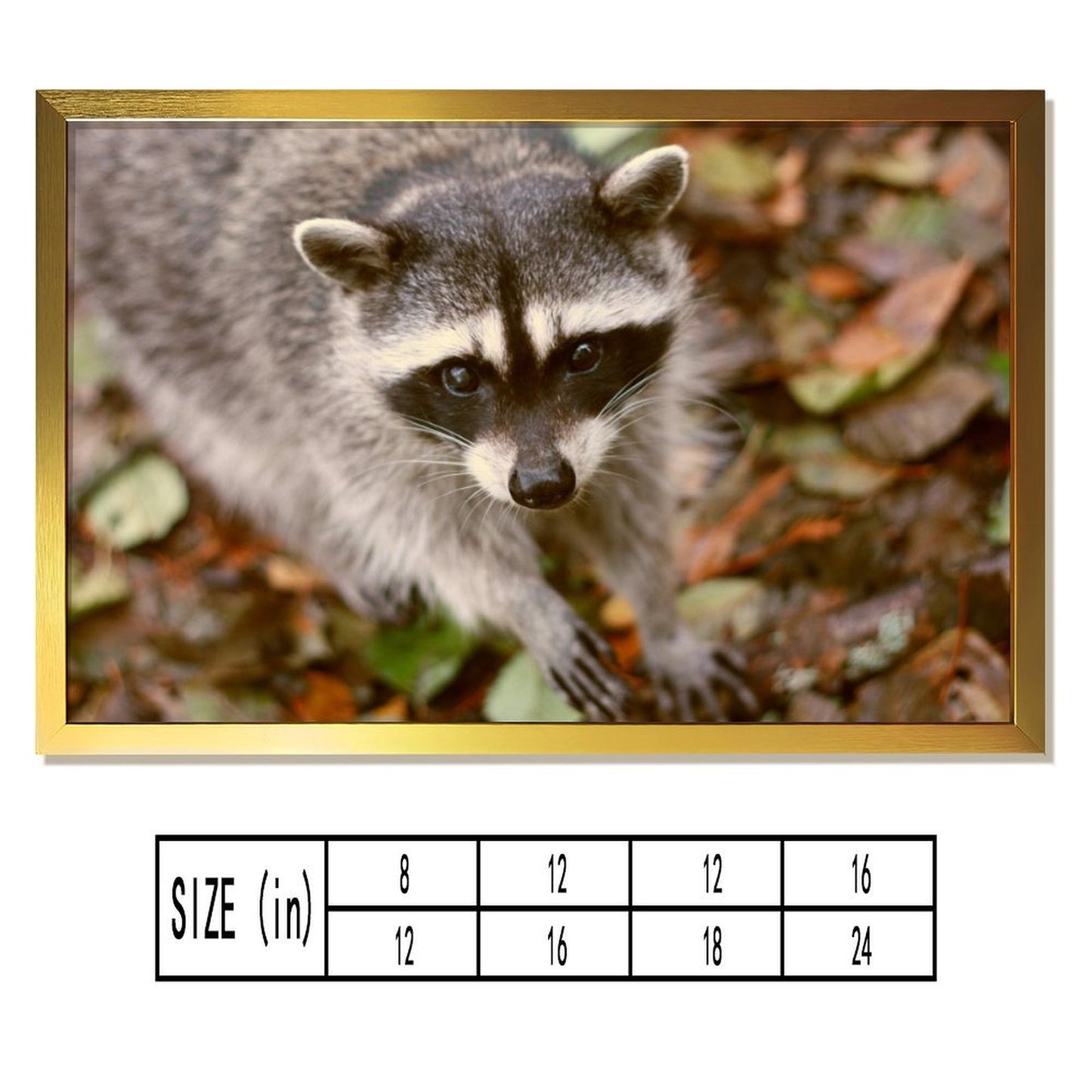 Woodland Raccoon Canvas Picture Gold Frame Home Decor-09