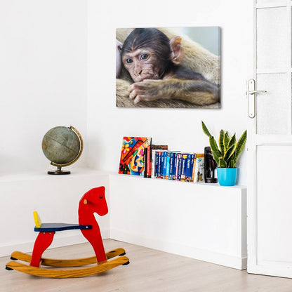 Baby Monkey Wall Art Framed Animal Canvas Print-012