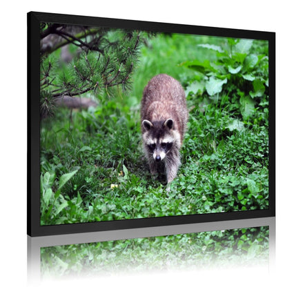 Nature Animal Wall Art Cute Raccoon in Tree Decoration-07