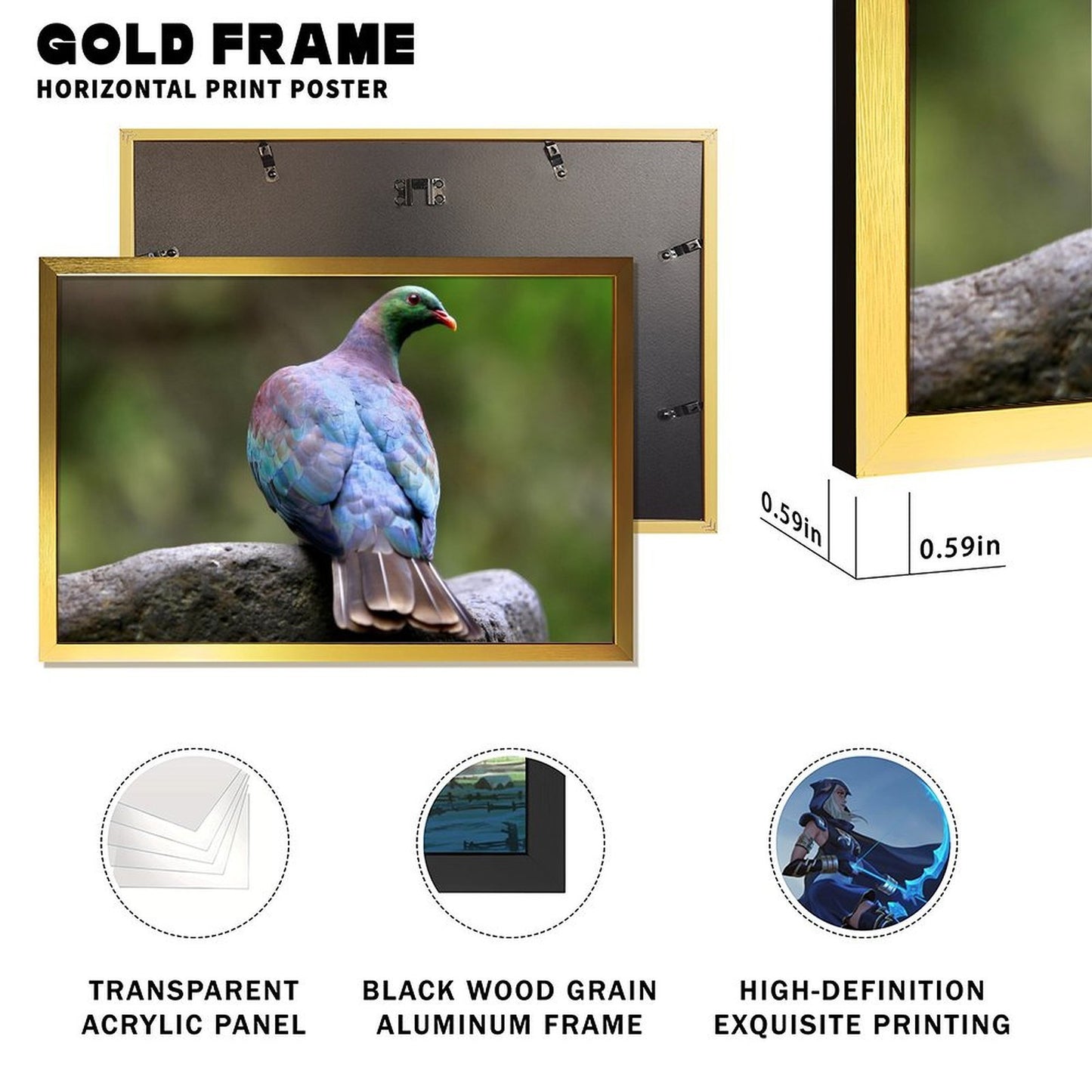 Colorful Pigeon on Rock – Modern Nature Bird Wall Art Print- 145