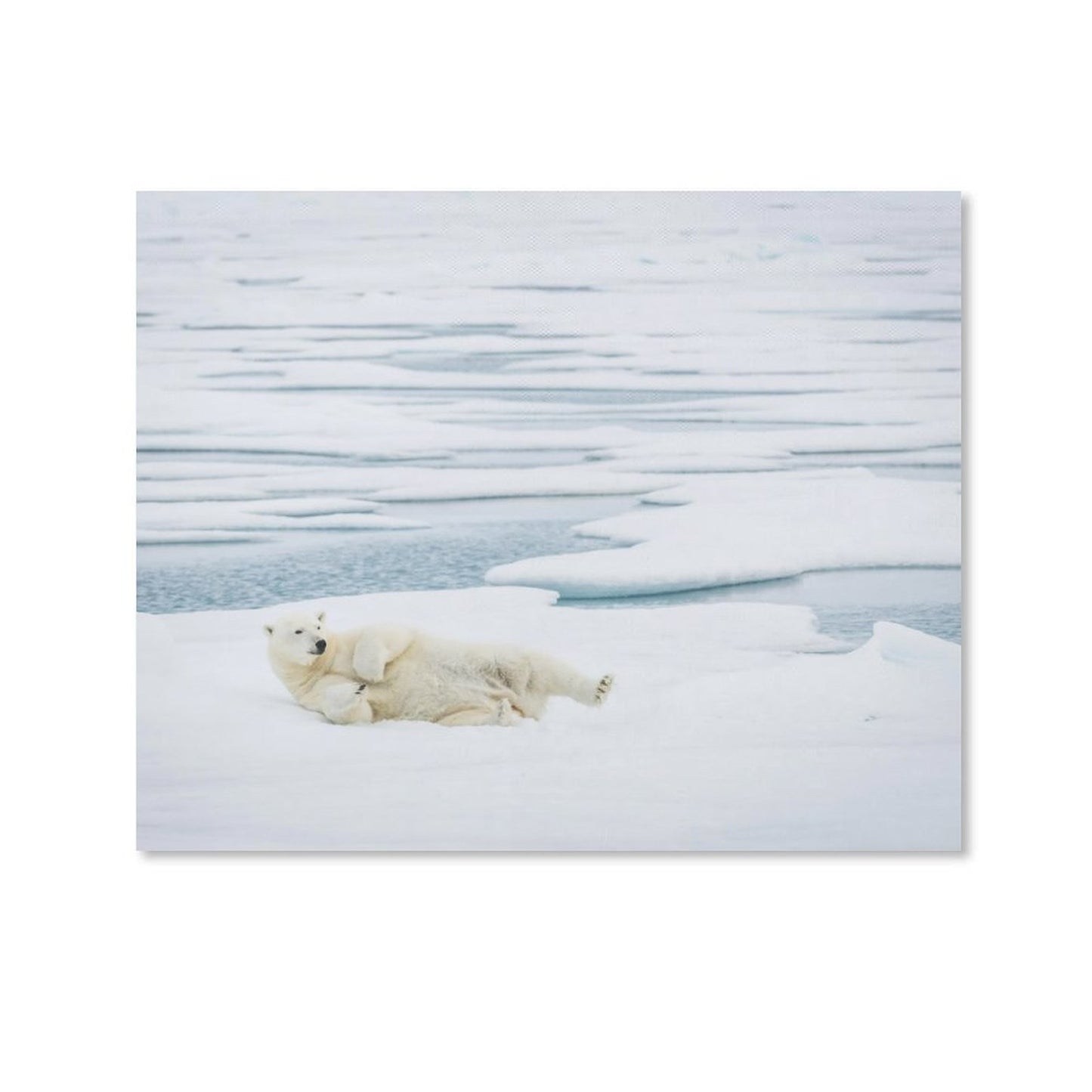Polar Bear on Ice Canvas Wall Art – Arctic Wildlife Home Decor-012