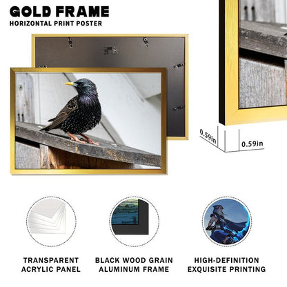 Modern Bird Photography Wall Art – Blackbird on Wood Frame Print- 126