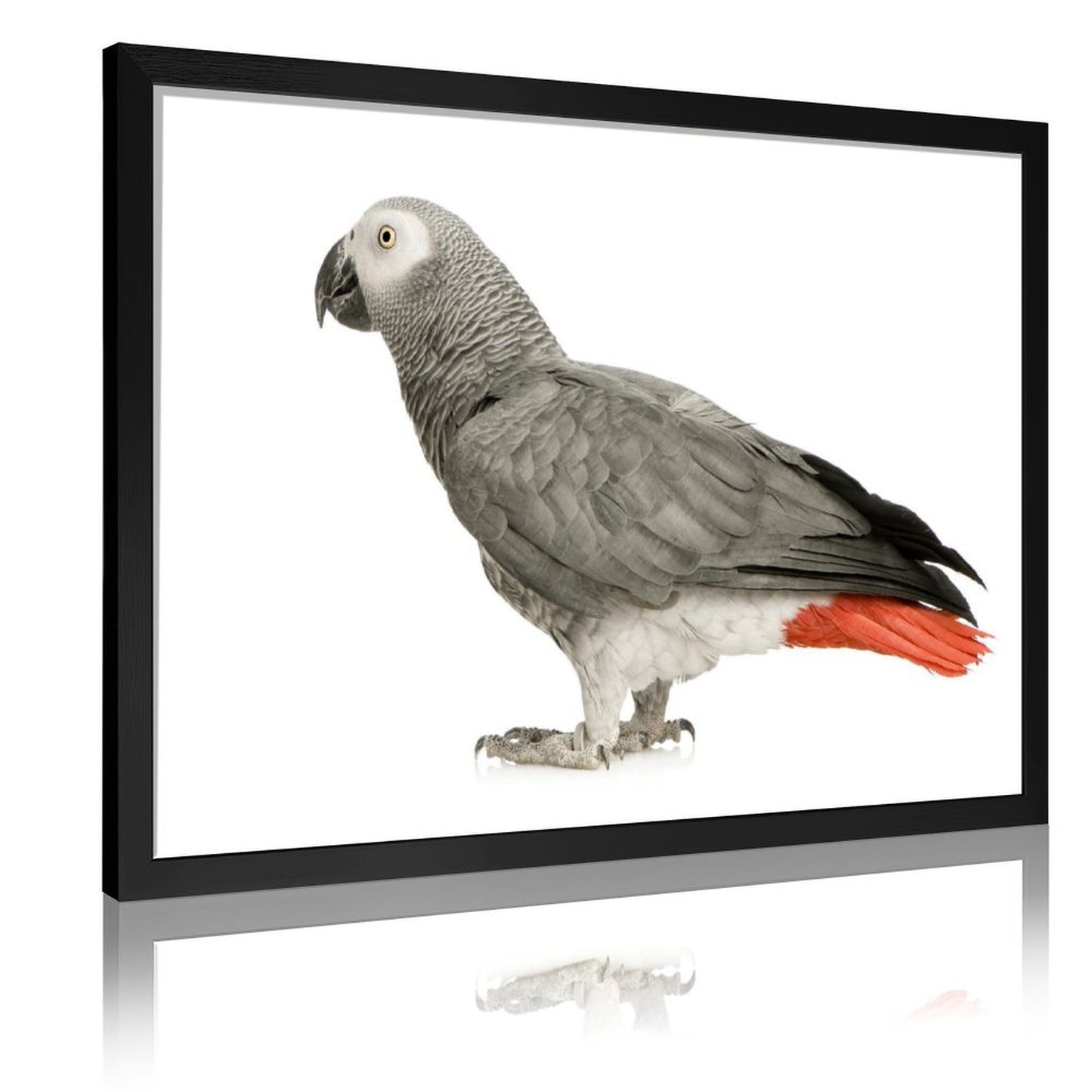 Tropical Toucan Duo Wall Art – Modern Nature Photography Print-13