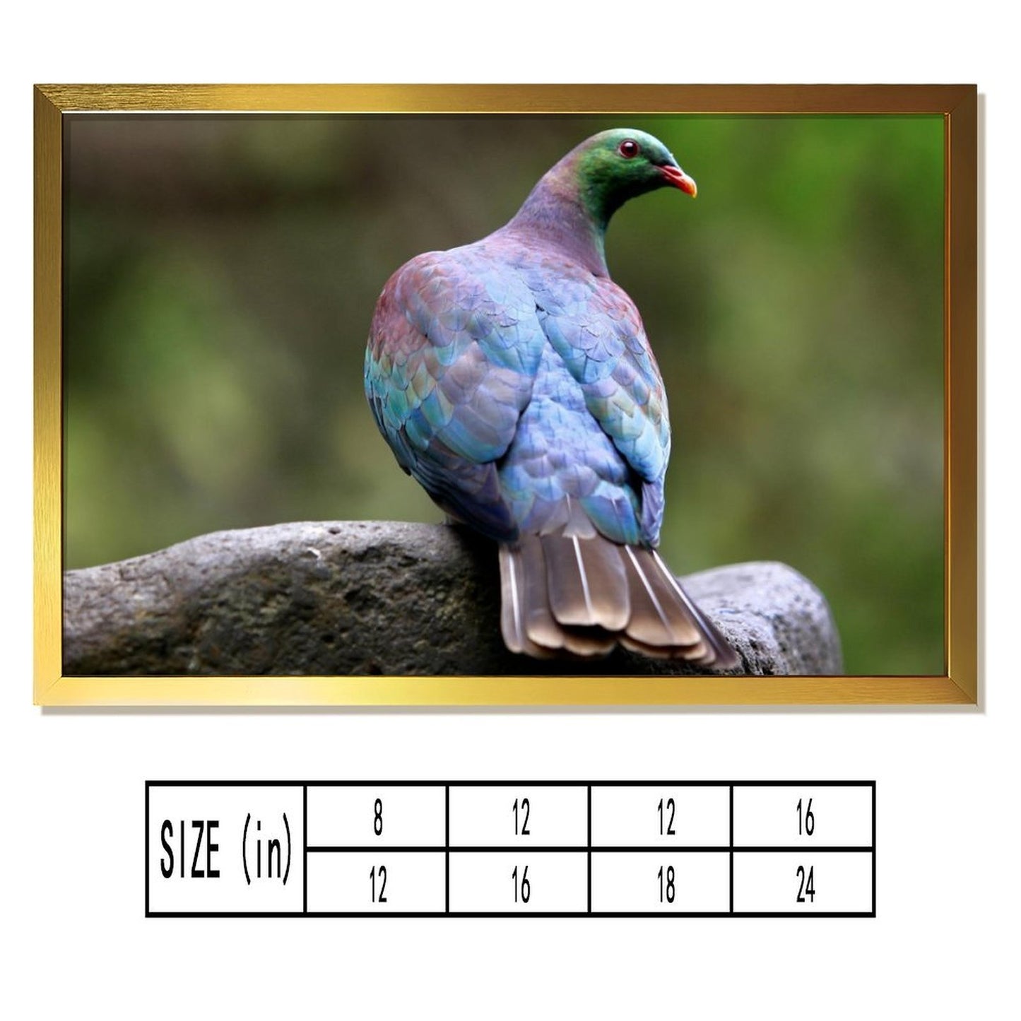 Colorful Pigeon on Rock – Modern Nature Bird Wall Art Print- 145