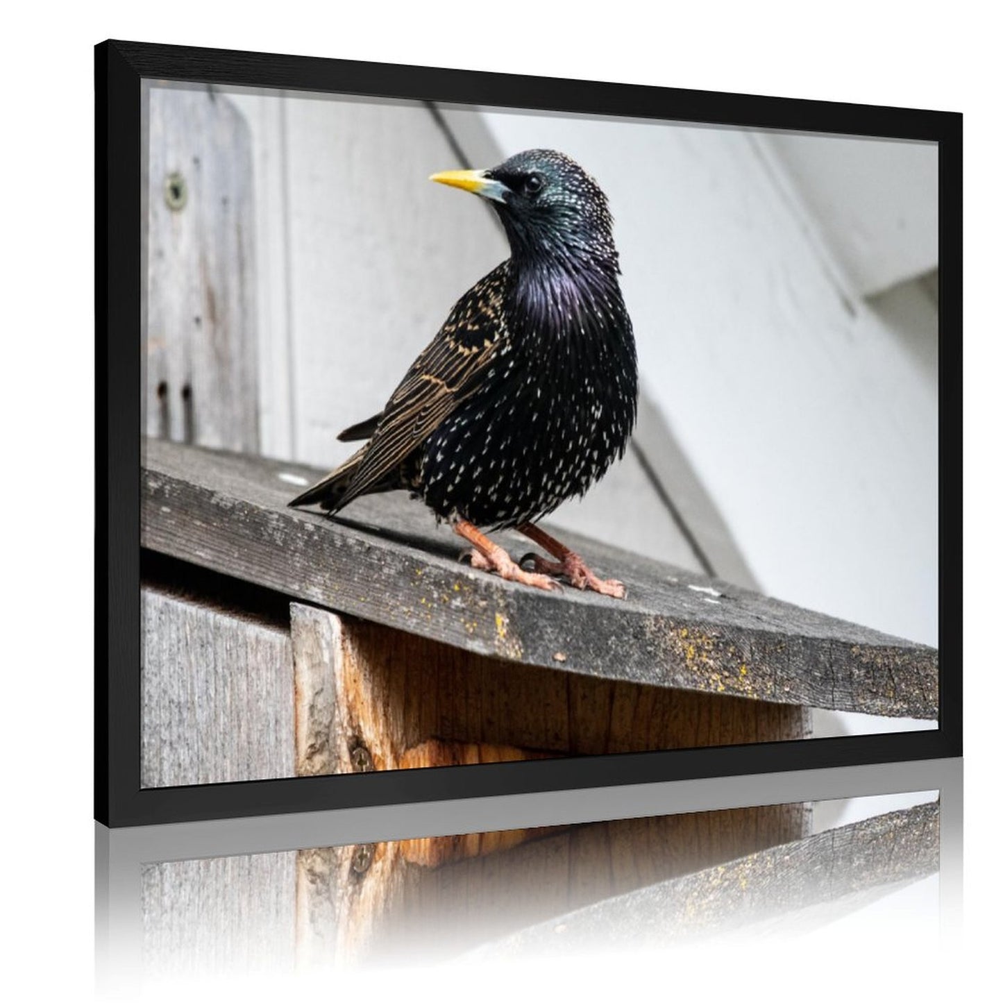 Modern Bird Photography Wall Art – Blackbird on Wood Frame Print- 126