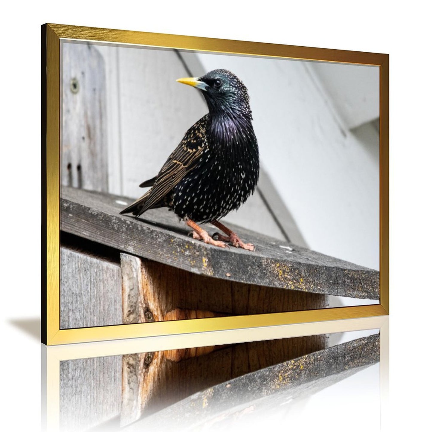 Modern Bird Photography Wall Art – Blackbird on Wood Frame Print- 126