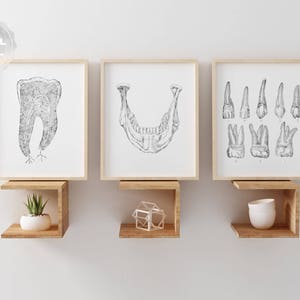 Dentist Gift - Orthodontist Gift - Dental Office Decor - Dental Anatomy Art Print Set - Dental Art - DDS Gift - DMD Gift