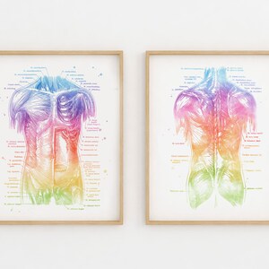 Physical Therapist Gift - Massage Therapist Gift - Muscle System - Human Anatomy - Muscle Anatomy