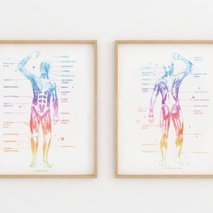 Physical Therapist Gift - Massage Therapist Gift - Masseuse - Occupational Therapy - Muscle Anatomy - Med Office Decor