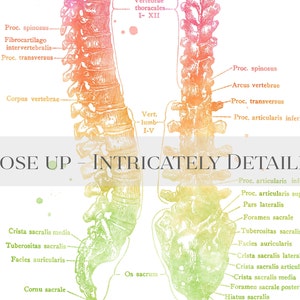 Chiropractor Gift - Chiropractic Art Set of 4 Prints - Watercolor Chiropractor Print - Osteopathy