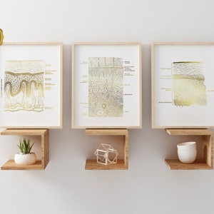 Dermatologist Gift - Esthetician Gift - Dermatology Print - Epidermis Art - Skin Anatomy - Histology Art - Gold Foil