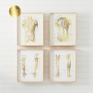 Physical Therapist Gift - Set of 4 - Physical Therapy Art - Massage Therapist Gift - Gold Foil