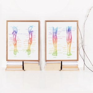 PT Gifts - Physical Therapist Gift - Massage Therapist Gift - Set of 4 - Office Decor - Physiotherapy Art