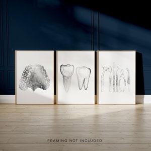 Dentist Gift - Orthodontist Gift - DDS, DMD gift - Dental Anatomy Art Print Set of 3 - Dental Art - Dental Office Decor