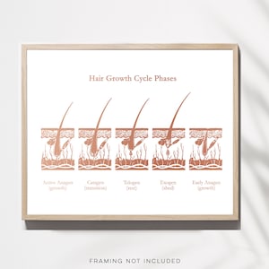 Esthetician Gift - Hair Growth Cycle Phases - Dermatologist Gift - Dermatology Print - Medical Aesthetics - Gold Foil Print