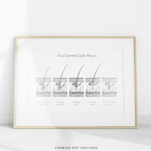 Esthetician Gift - Hair Growth Cycle Phases - Dermatologist Gift - Dermatology Print - Medical Aesthetics - Gold Foil Print