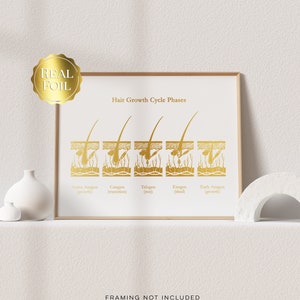 Esthetician Gift - Hair Growth Cycle Phases - Dermatologist Gift - Dermatology Print - Medical Aesthetics - Gold Foil Print