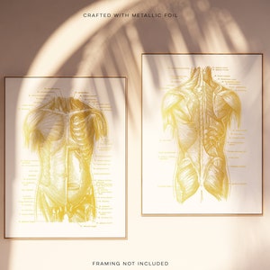 Massage Therapist Gift - Muscle Anatomy - Physical Therapist Gifts - Massage Decor - Gym Decor - Gold Foil Print - Med Student Gift