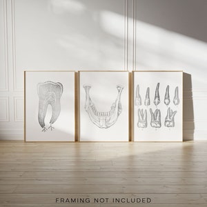 Dentist Gift - Orthodontist Gift - Dental Office Decor - Dental Anatomy Art Print Set - Dental Art - DDS Gift - DMD Gift
