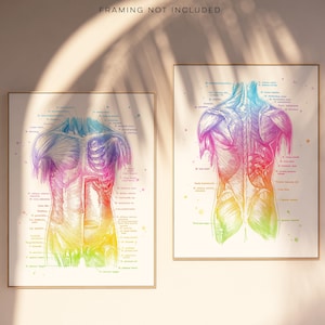Physical Therapist Gift - Massage Therapist Gift - Muscle System - Human Anatomy - Muscle Anatomy