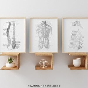 Chiropractor Gift - Chiropractor Office Decor - Gold Foil Print - Spine Anatomy - Osteopathy